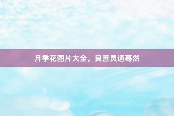 月季花图片大全，良善灵通蓦然